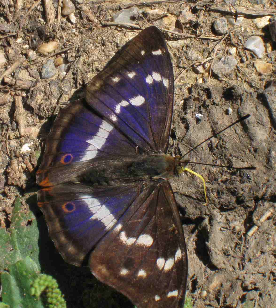 Apatura iris Apatura iris